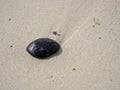 Close up of a tar ball / tar patty on a beach on Bintan island